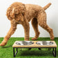 GF Pet Elevated Wood & Metal Feeder – Stylish, Durable & Easy to Clean GF Pet