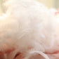 Goose Feather Down Pillow Insert – Soft, Fluffy & Supportive LUXHOME