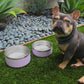 Tilley + Me Stainless Steel Pet Bowl – Non-Slip, Durable & Dishwasher Safe | 32oz and 64oz Tilley + Me